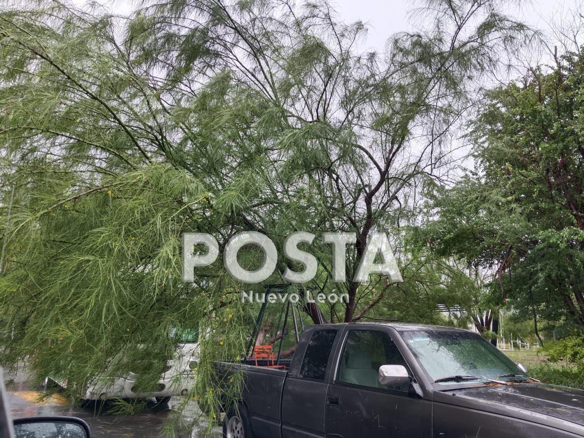 Al menos tres árboles cayeron tras las fuertes lluvias en el Barrio del Parque en el municipio de Monterrey. Foto: Rafael Enríquez