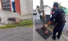 ¡A plena luz del día! Acuchillan perrito en la colonia Morelos en Saltillo 
