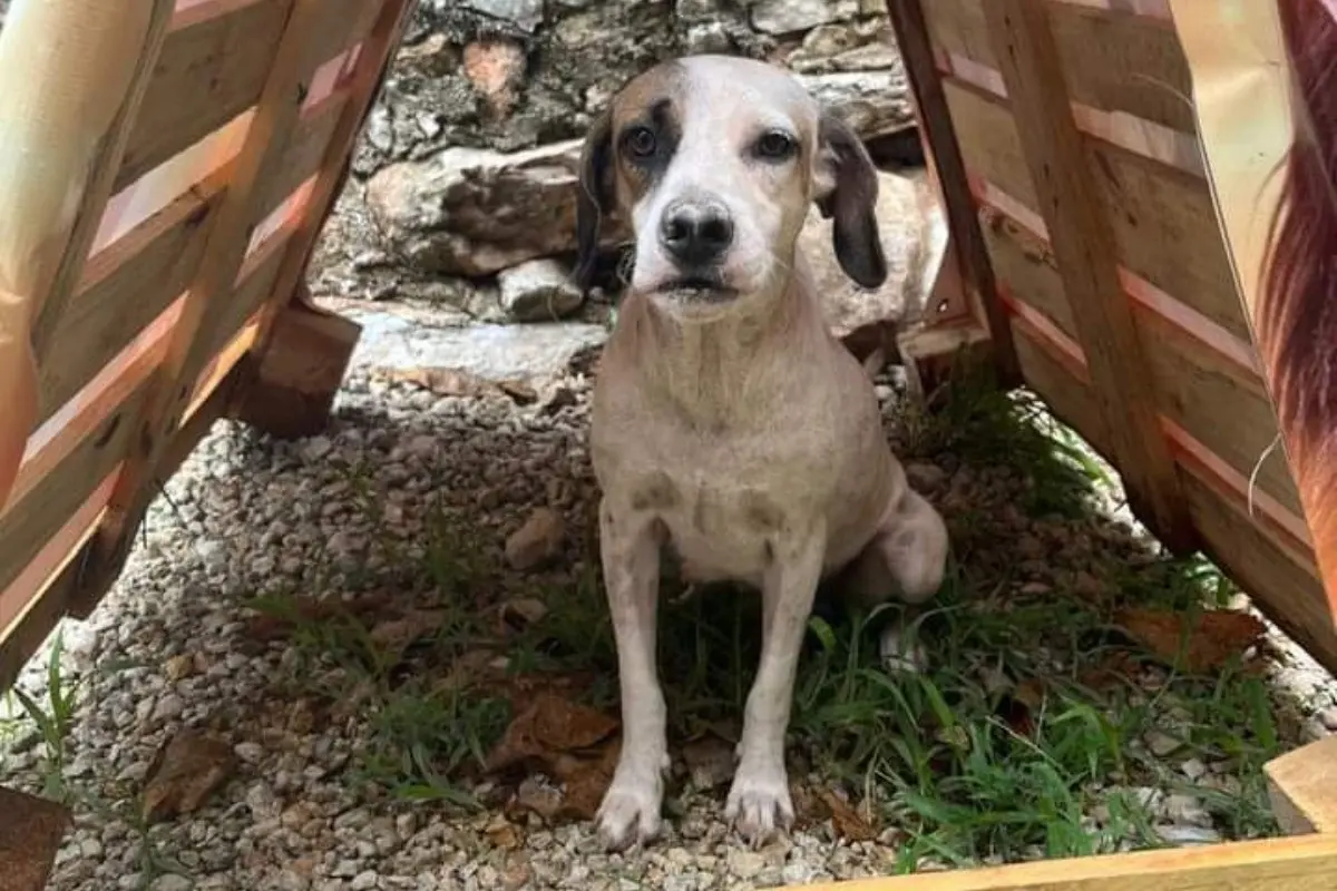 Perro bajo su nueva casa Foto: Facbook Gerardo Ocampo