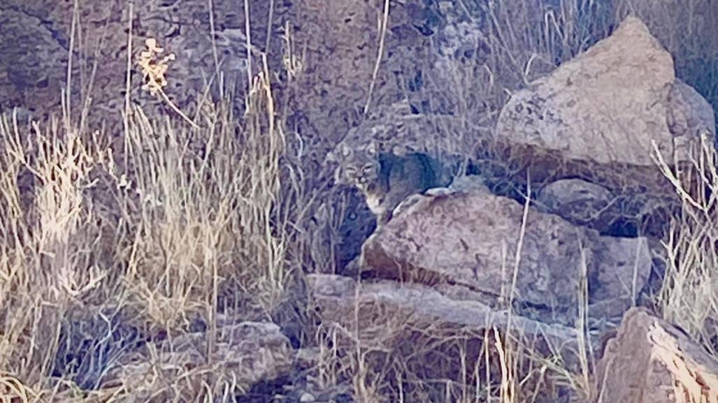 VIDEO: Captan gato montés en paraje turístico de Durango