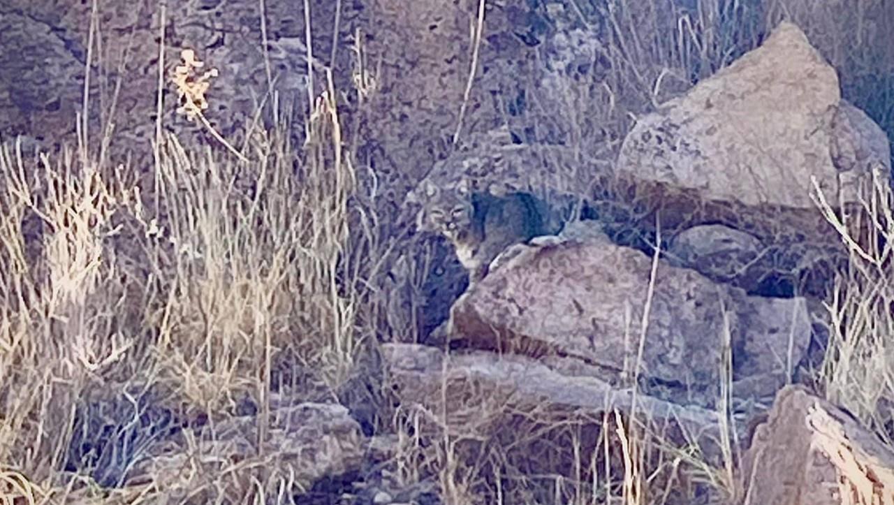 El gato montes tratando de pasar desapercibido entre la naturaleza. Foto: Arturo Luna Romero.