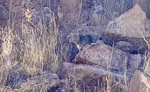 VIDEO: Captan gato montés en paraje turístico de Durango