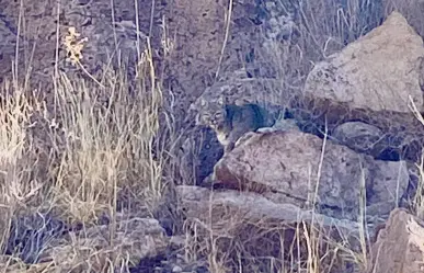 VIDEO: Captan gato montés en paraje turístico de Durango