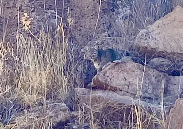 VIDEO: Captan gato montés en paraje turístico de Durango