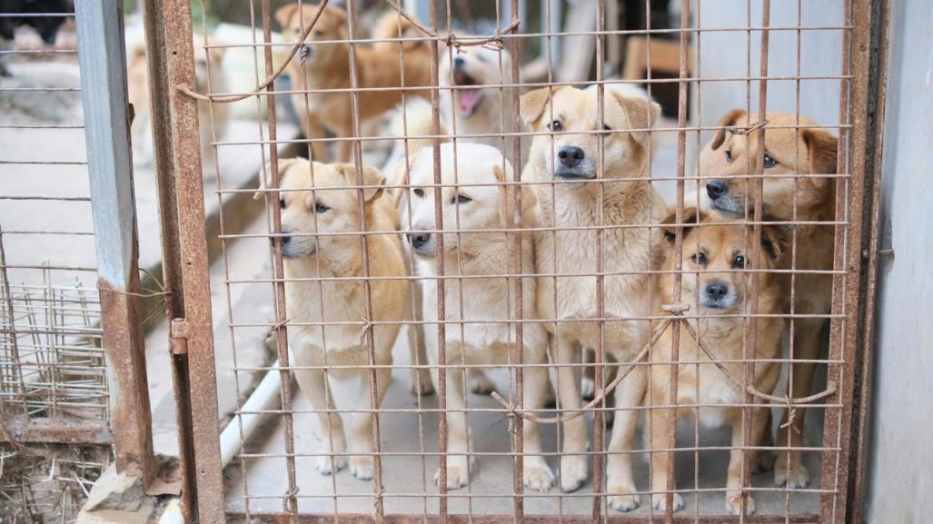 Realiza SMA evento de acopio para albergues de perritos y gatitos
