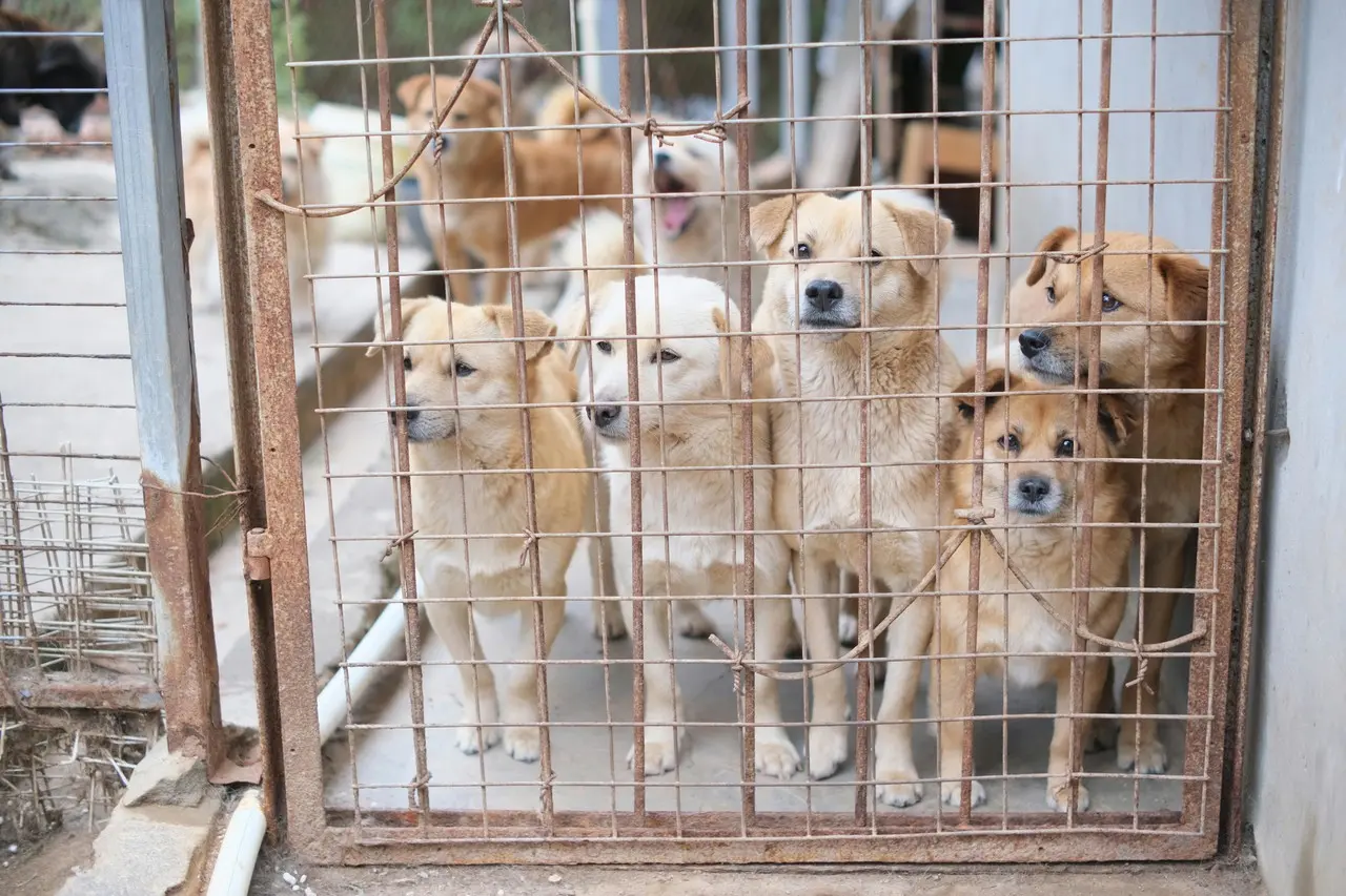 Piden donativos para albergues. Foto de Pexels.