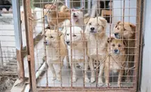 Realiza SMA evento de acopio para albergues de perritos y gatitos Realiza SMA evento de acopio para albergues de perritos y gatitos