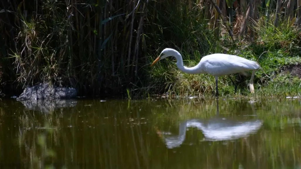 Implementan agenda ambiental para recuperar ecosistemas en Edomex