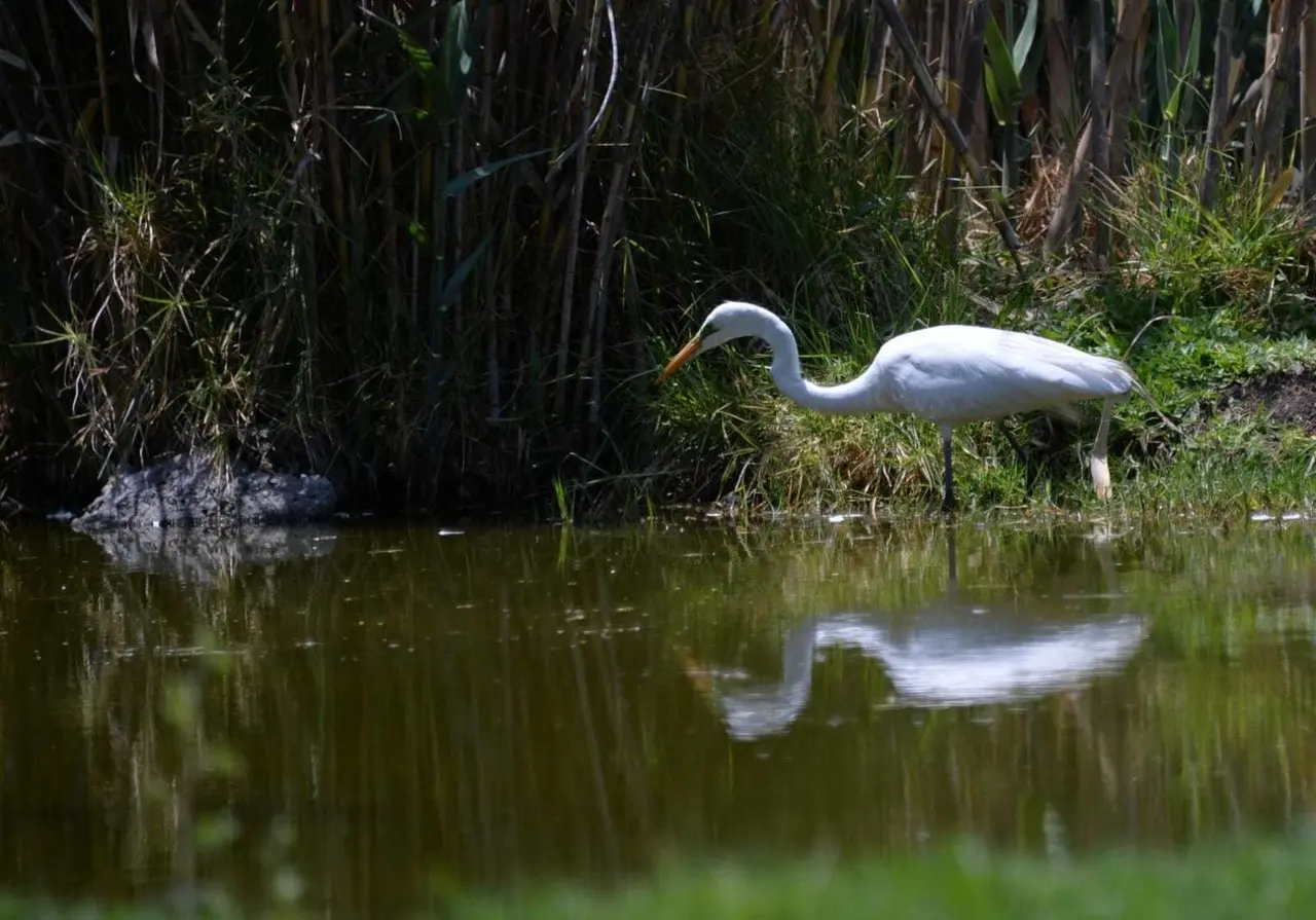 La Secretaría del Medio Ambiente y Desarrollo Sostenible implementa procesos para revertir la degradación de los ecosistemas. Imagen: GEM