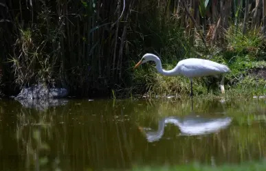 Implementan agenda ambiental para recuperar ecosistemas en Edomex