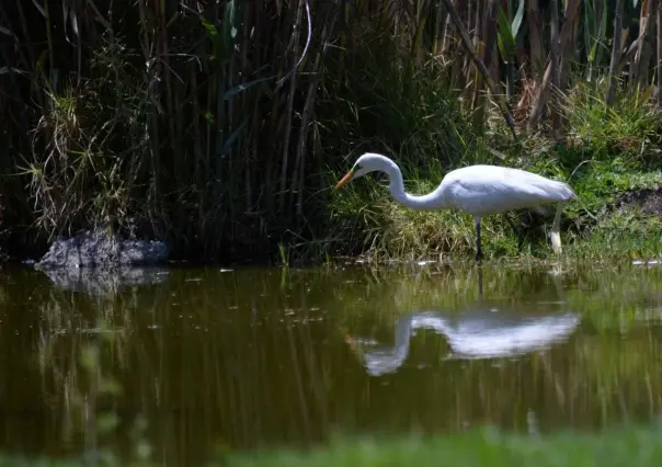 Implementan agenda ambiental para recuperar ecosistemas en Edomex