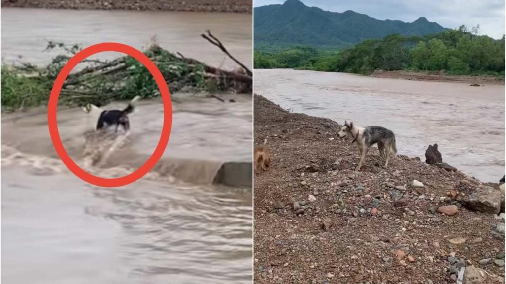 ¡El pego! Perro se mete a río y se lo lleva la corriente (VIDEO)