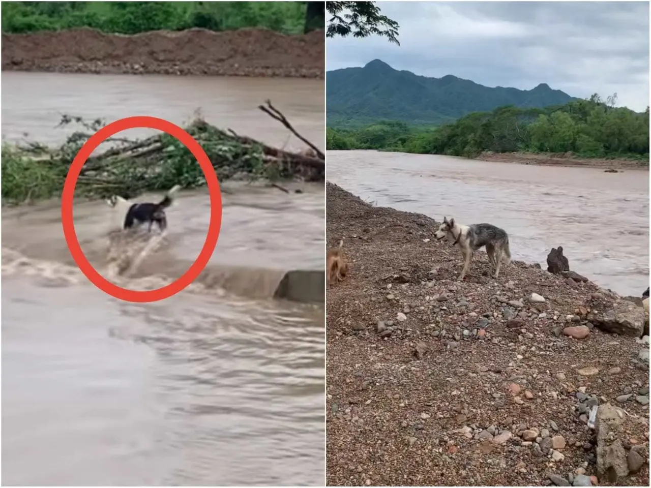 Los usuarios de internet aseguran que el perro nunca estuvo en riesgo. Foto: Tiktok.