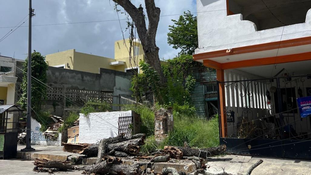 Cae árbol longevo tras efectos de “Alberto” en Tampico