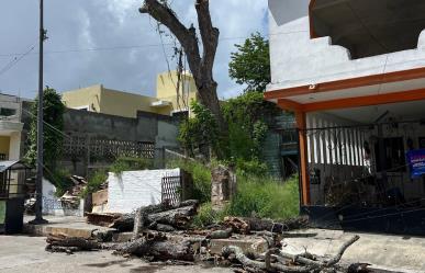 Cae árbol longevo tras efectos de “Alberto” en Tampico