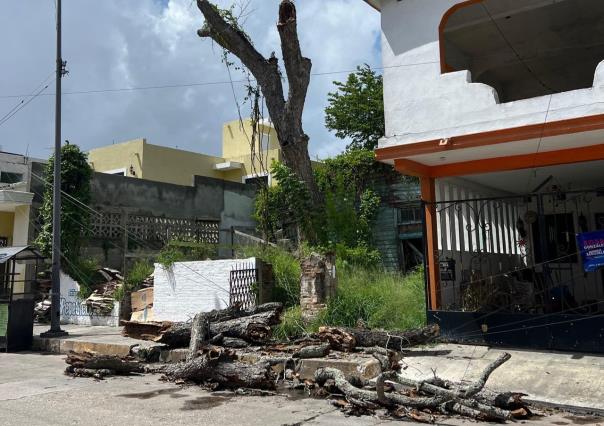 Cae árbol longevo tras efectos de “Alberto” en Tampico