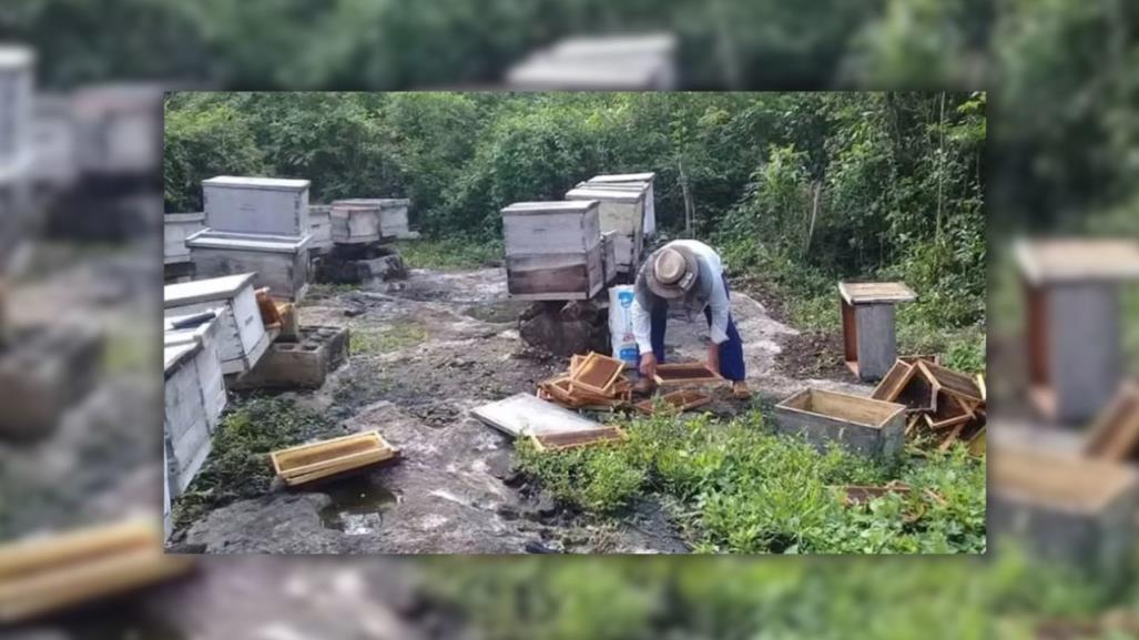 Apicultores yucatecos señalan afectación del 50% a las colmenas por las lluvias