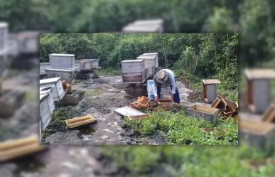 Apicultores yucatecos señalan afectación del 50% a las colmenas por las lluvias