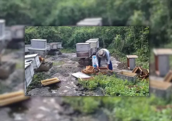 Apicultores yucatecos señalan afectación del 50% a las colmenas por las lluvias