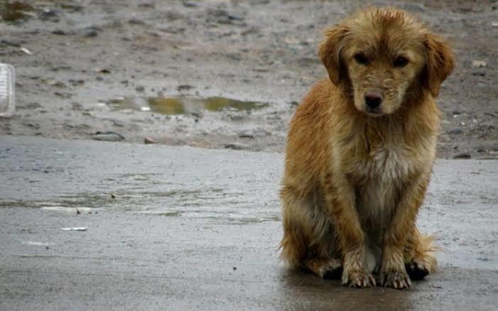 Lomitos buscan donde resguardarse ante las lluvias