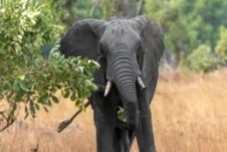 Muere turista estadounidense tras ser atacada por elefante en Zambia