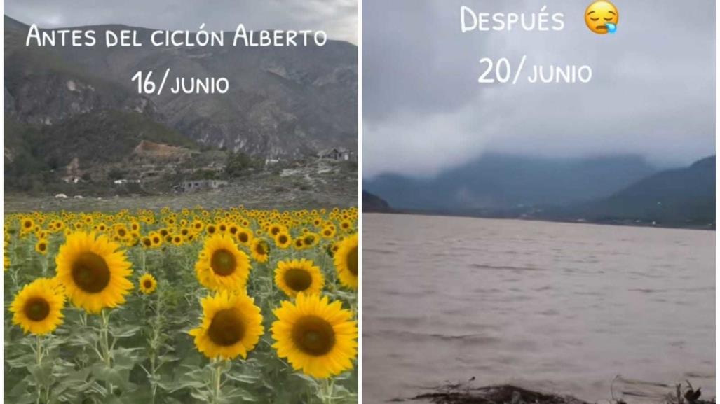 ¿Dónde quedaron? Girasoles de Laguna de Sánchez quedan bajo el agua (VIDEO)