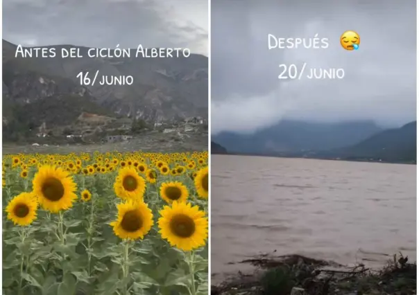 ¿Dónde quedaron? Girasoles de Laguna de Sánchez quedan bajo el agua (VIDEO)