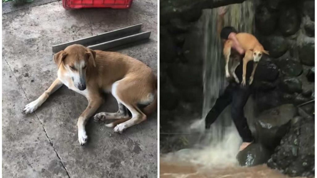 Joven salva a perrita atrapada en río... ¡fe en la humanidad restaurada! (VIDEO)