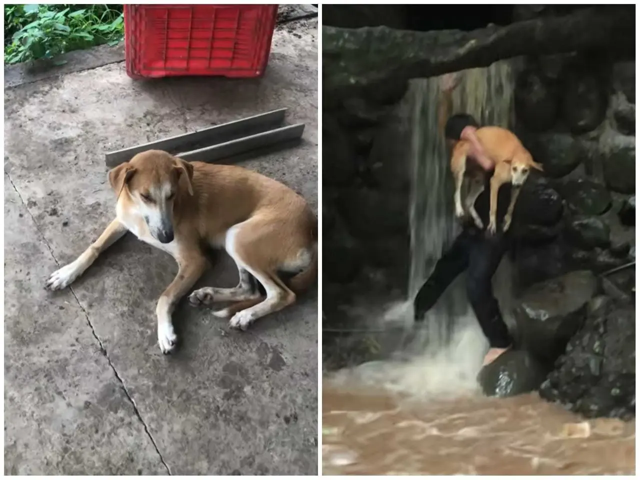 La perrita se encontraba cansada y asustada por el lío en el que se metió. Foto: Tiktok.