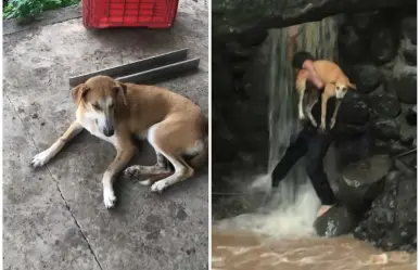 Joven salva a perrita atrapada en río... ¡fe en la humanidad restaurada! (VIDEO)