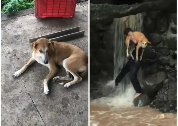 Joven salva a perrita atrapada en río... ¡fe en la humanidad restaurada! (VIDEO)