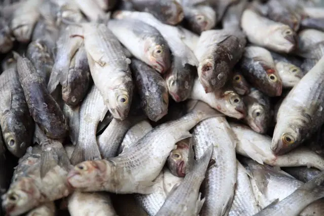 Las especies de pescados que prolongan la vida son aquellos que principalmente recomiendan los médicos. Foto: Yahoo Noticias.