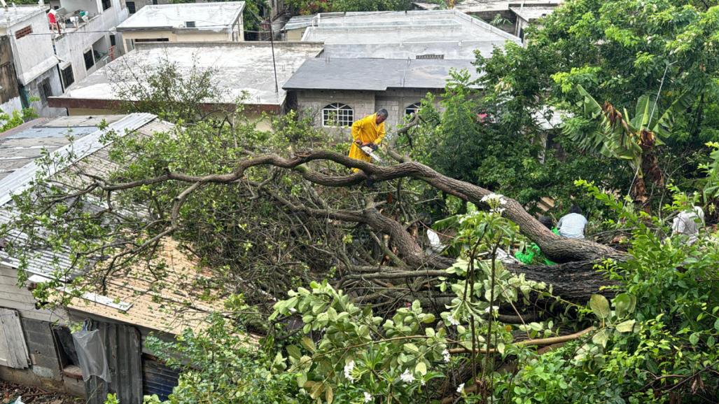 Dos mujeres atrapadas tras caída de gigantesco árbol en Tampico