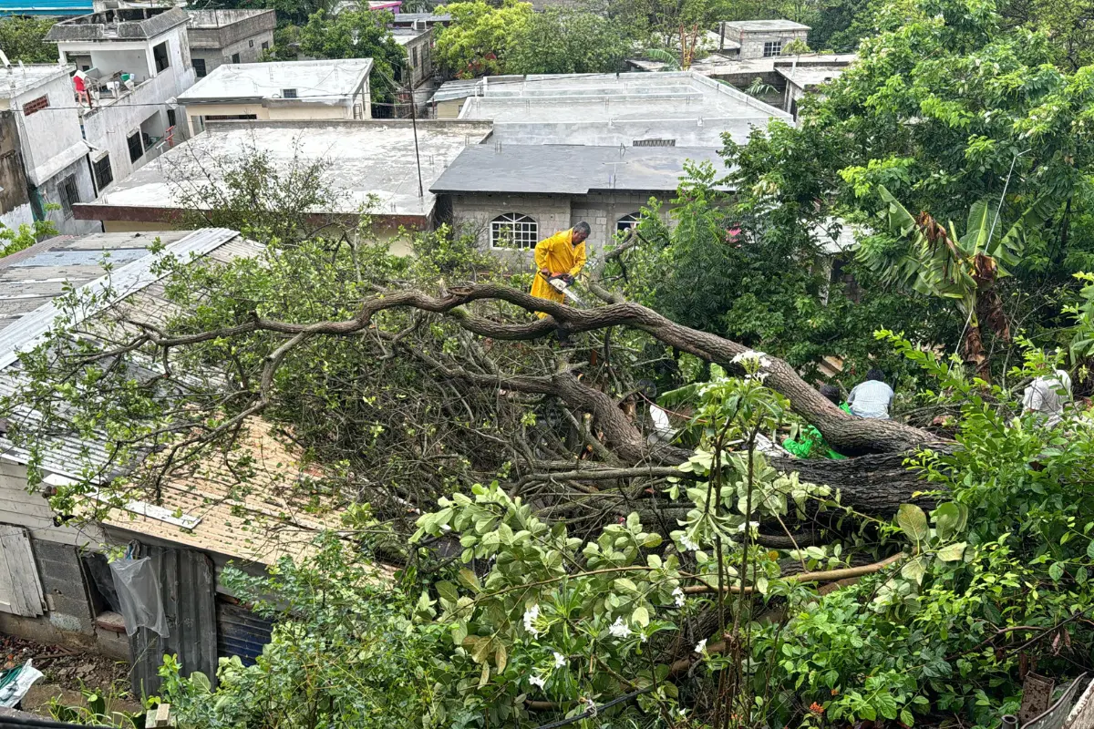 Lass precipitaciones registradas ablandaron la tierra del barranco en donde se encontraba este árbol, provocando su desprendimiento desde la raíz. Foto: Axel Hassel