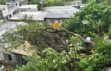 Dos mujeres atrapadas tras caída de gigantesco árbol en Tampico