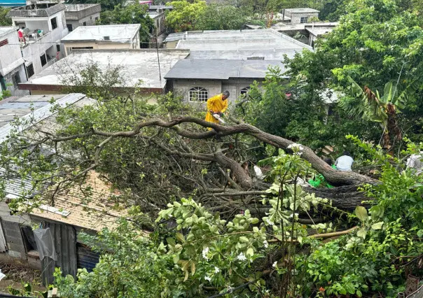 Dos mujeres atrapadas tras caída de gigantesco árbol en Tampico