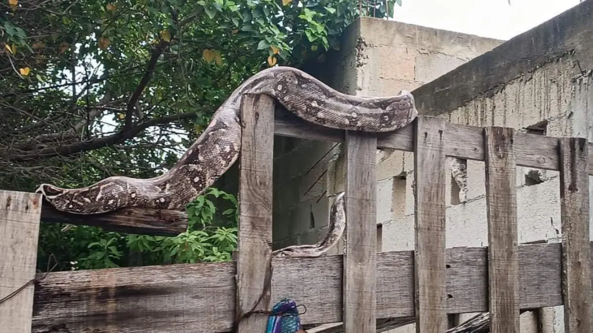 Señalan a la boa culpable de la desaparición de dos perritos y gallinas Foto: Progreso Hoy