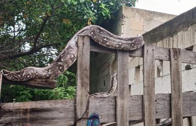 ¡Es la boa! Enorme serpiente sorprende a vecinos de Progreso