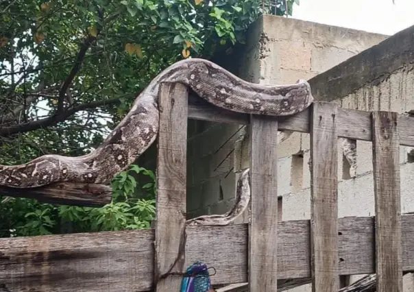 ¡Es la boa! Enorme serpiente sorprende a vecinos de Progreso