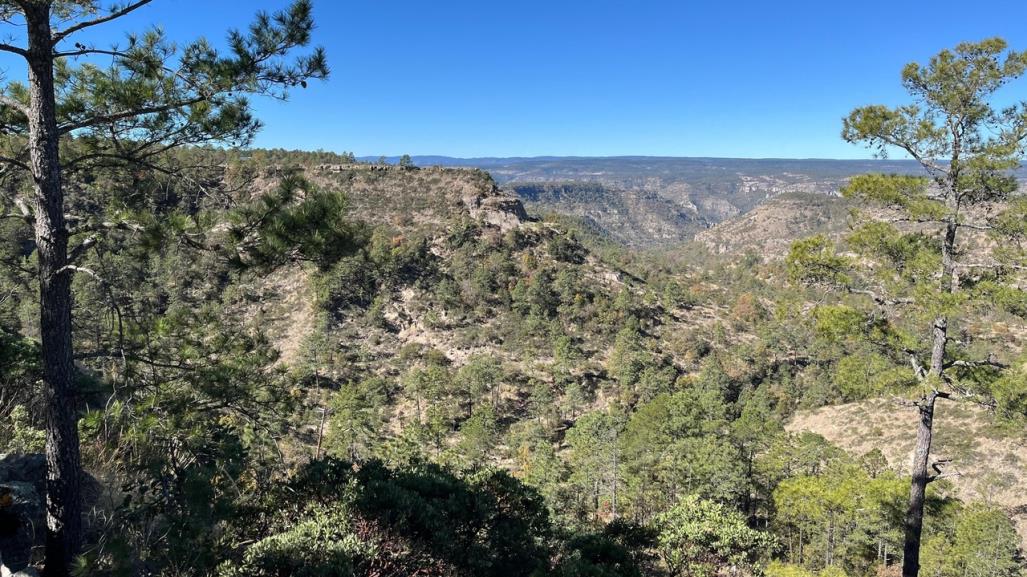 Plagas en el bosque duranguense están controladas