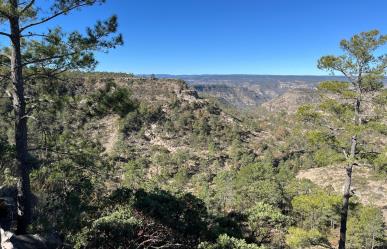 Plagas en el bosque duranguense están controladas