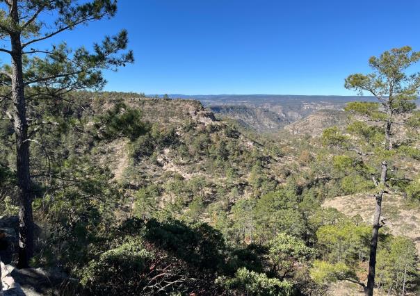 Plagas en el bosque duranguense están controladas