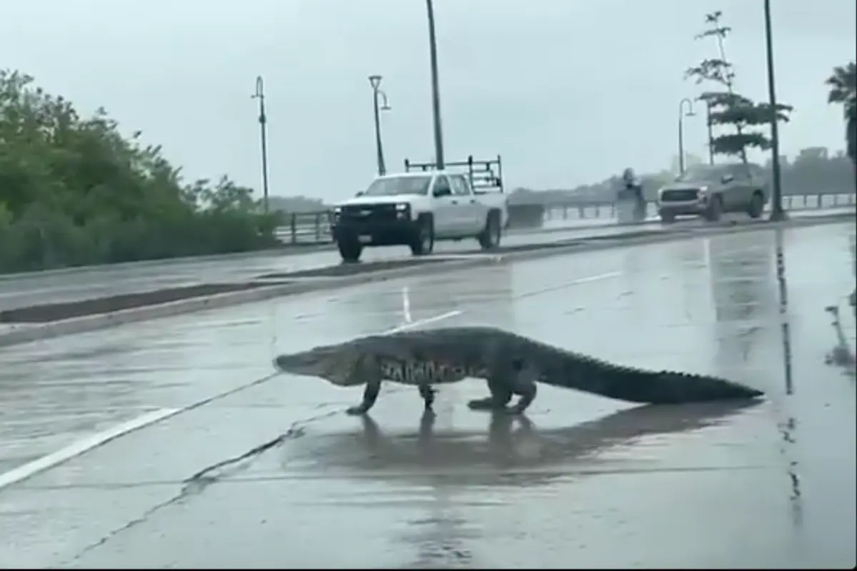 Un cocodrilo se paseó por la avenida de Tampico. Foto: Captura