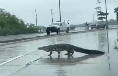 Cocodrilo sale de la Laguna del Carpintero y se pasea en Tampico | VIDEO