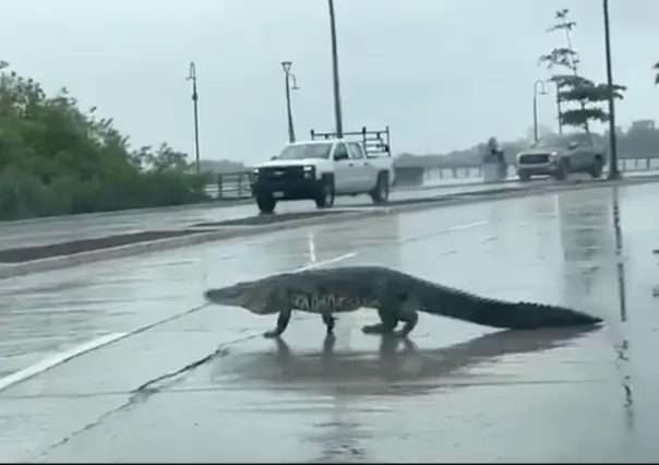 Cocodrilo sale de la Laguna del Carpintero y se pasea en Tampico | VIDEO