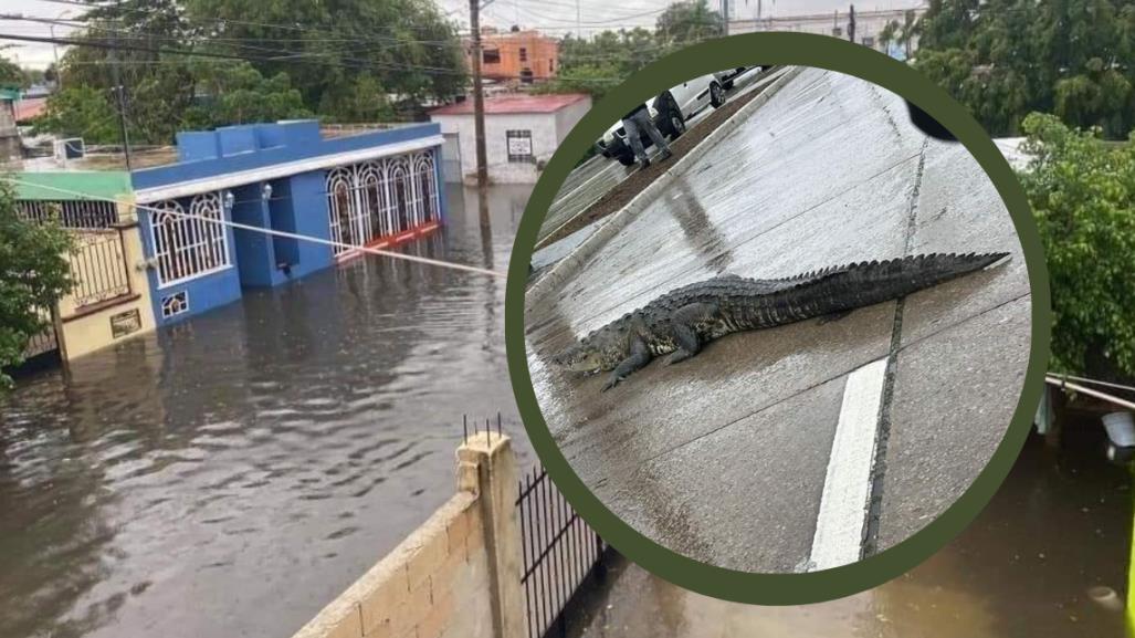 Cocodrilo sorprende al cruzar Boulevard Fidel Velázquez en Tampico (VIDEO)