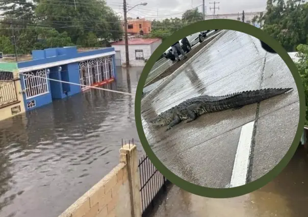 Cocodrilo sorprende al cruzar Boulevard Fidel Velázquez en Tampico (VIDEO)