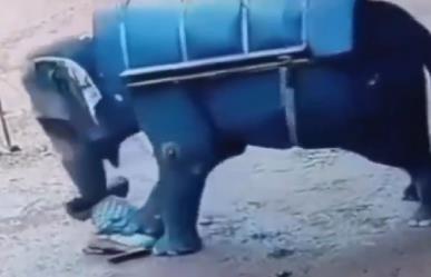Elefante enfurecido aplasta y mata a su entrenador (VIDEO)