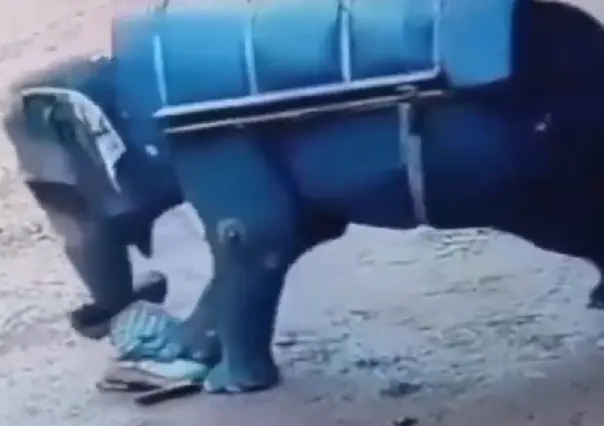 Elefante enfurecido aplasta y mata a su entrenador (VIDEO)