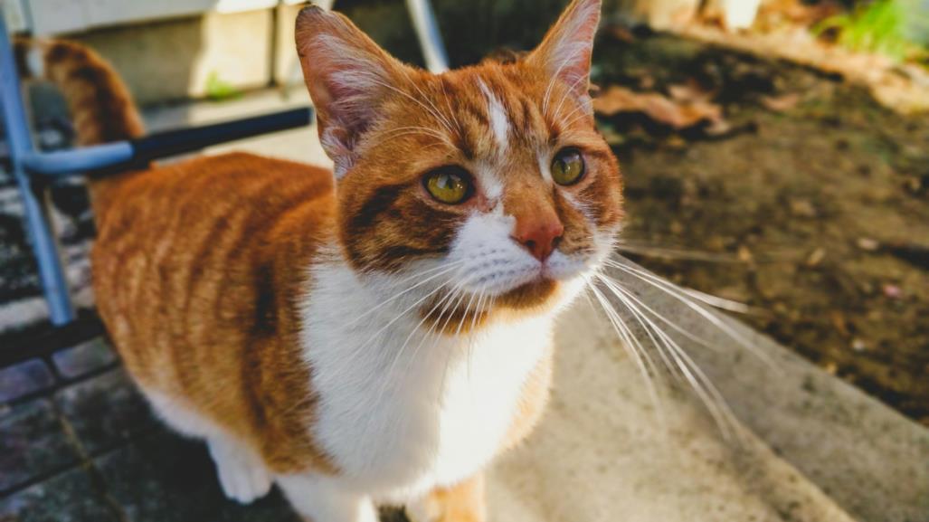 ¡Es hoy, es hoy! Feria de Adopción de MIAU Gatito en La Paz